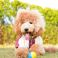 犬とボールの写真